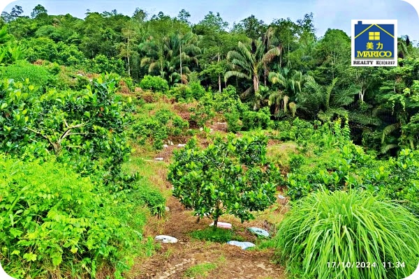 KIMANIS ORCHARD (ID#25082)